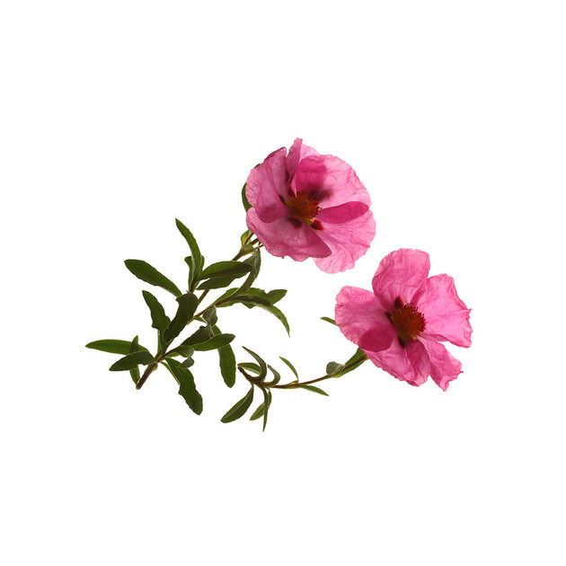 Rock Rose Herb (Cistus incanus) - natural protection against ticks ...