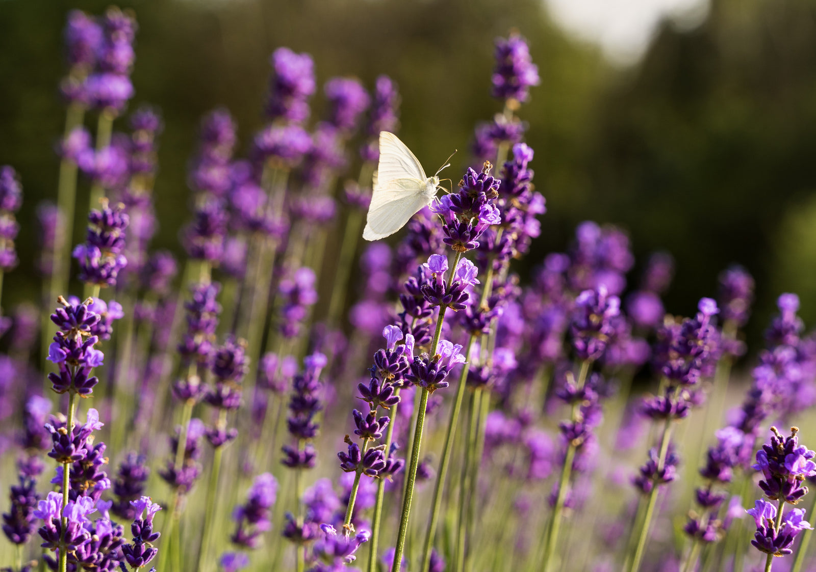 Lavender - a beautifully fragrant herb with valuable properties