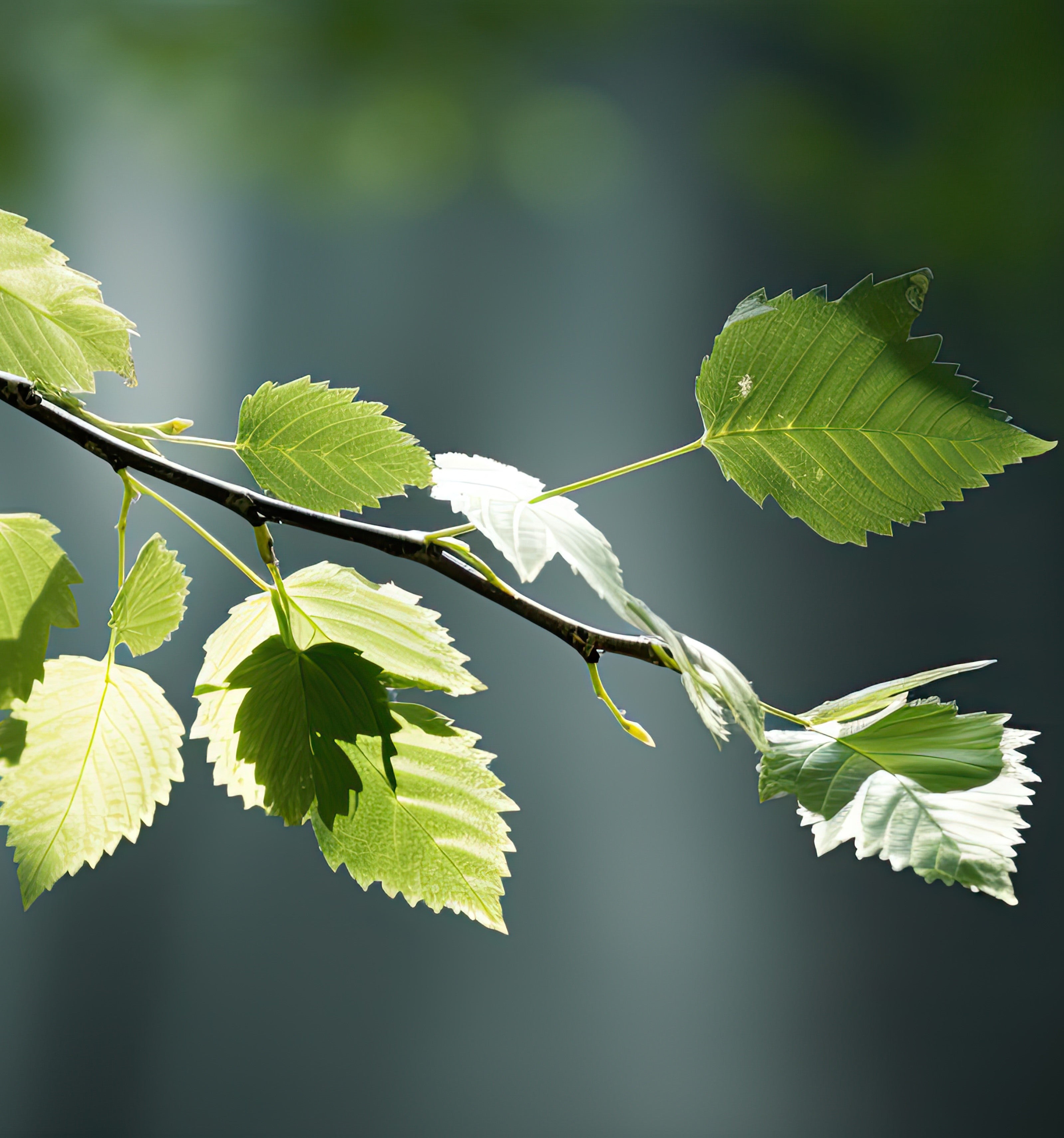 Health properties of birch leaves tea