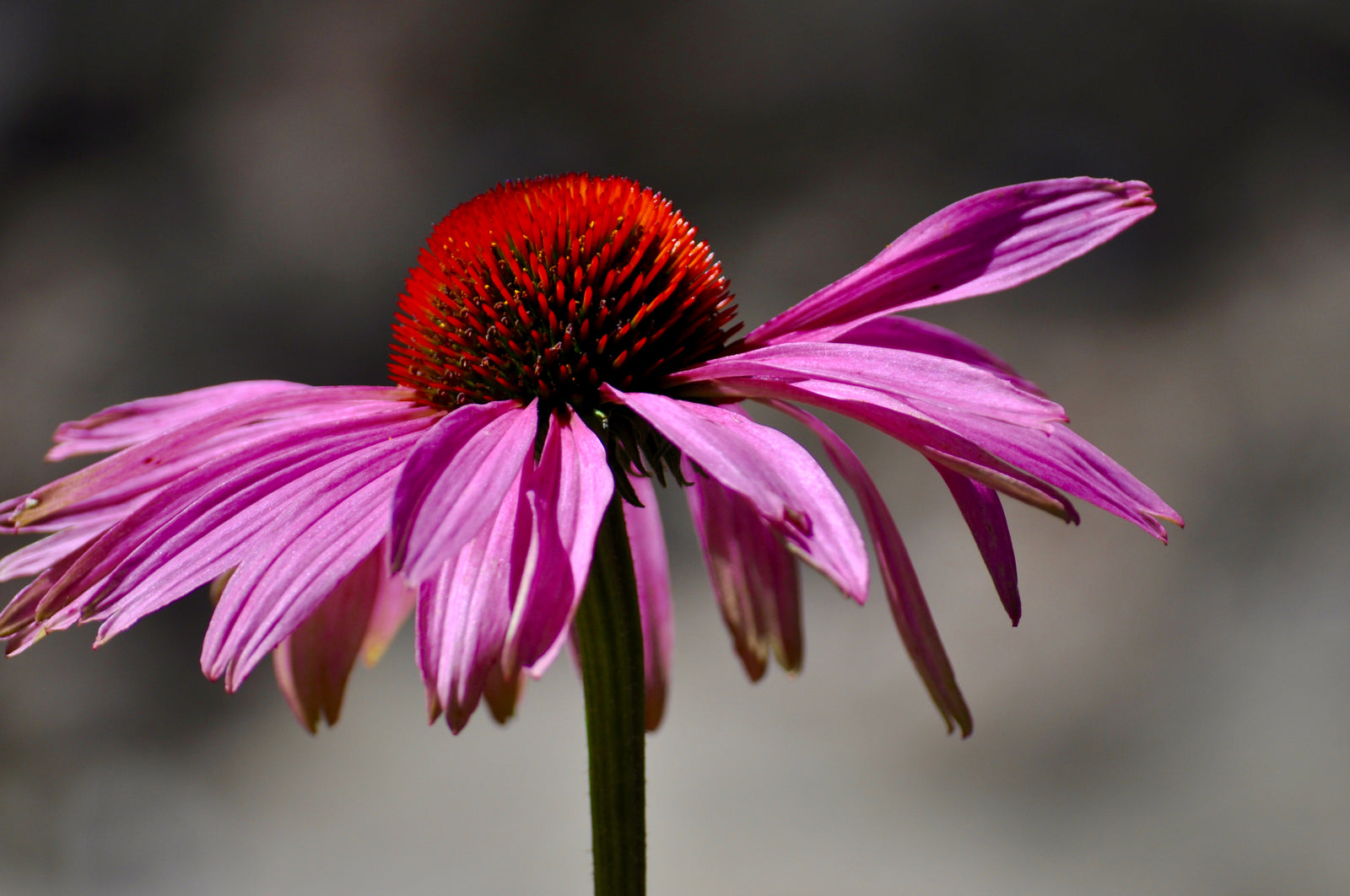 Purple coneflower (Echinacea purpurea) - a beautiful flower with extraordinary health properties