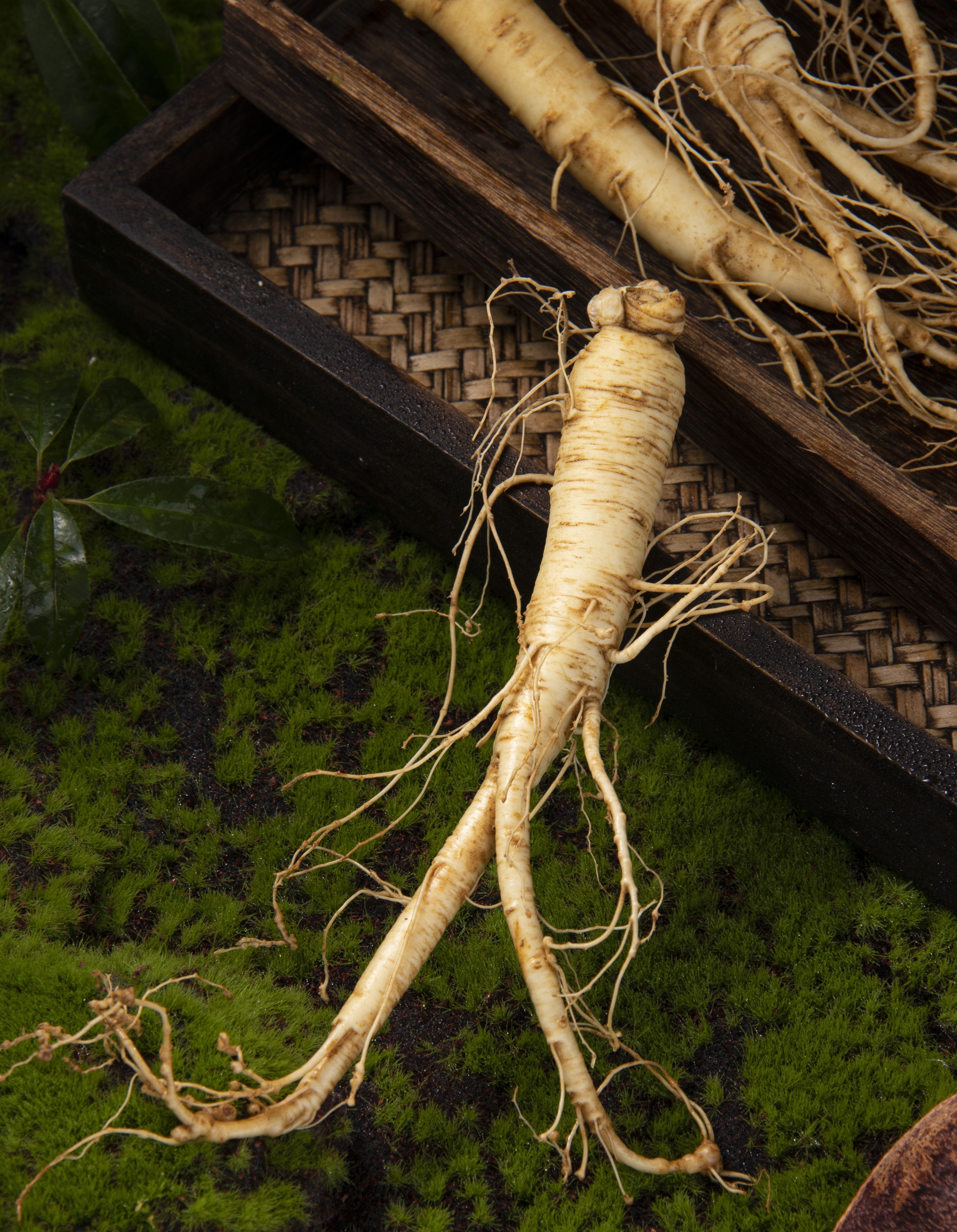 Ginseng - the root of life