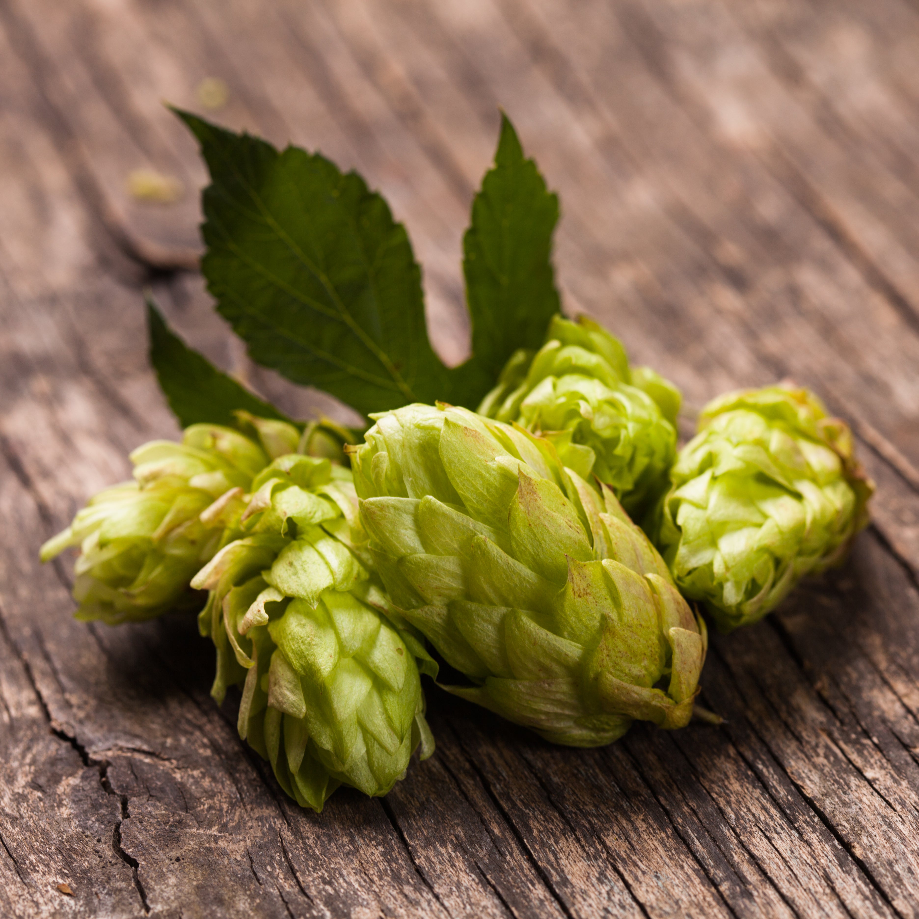 Hops - a wonderful plant not only for beer production