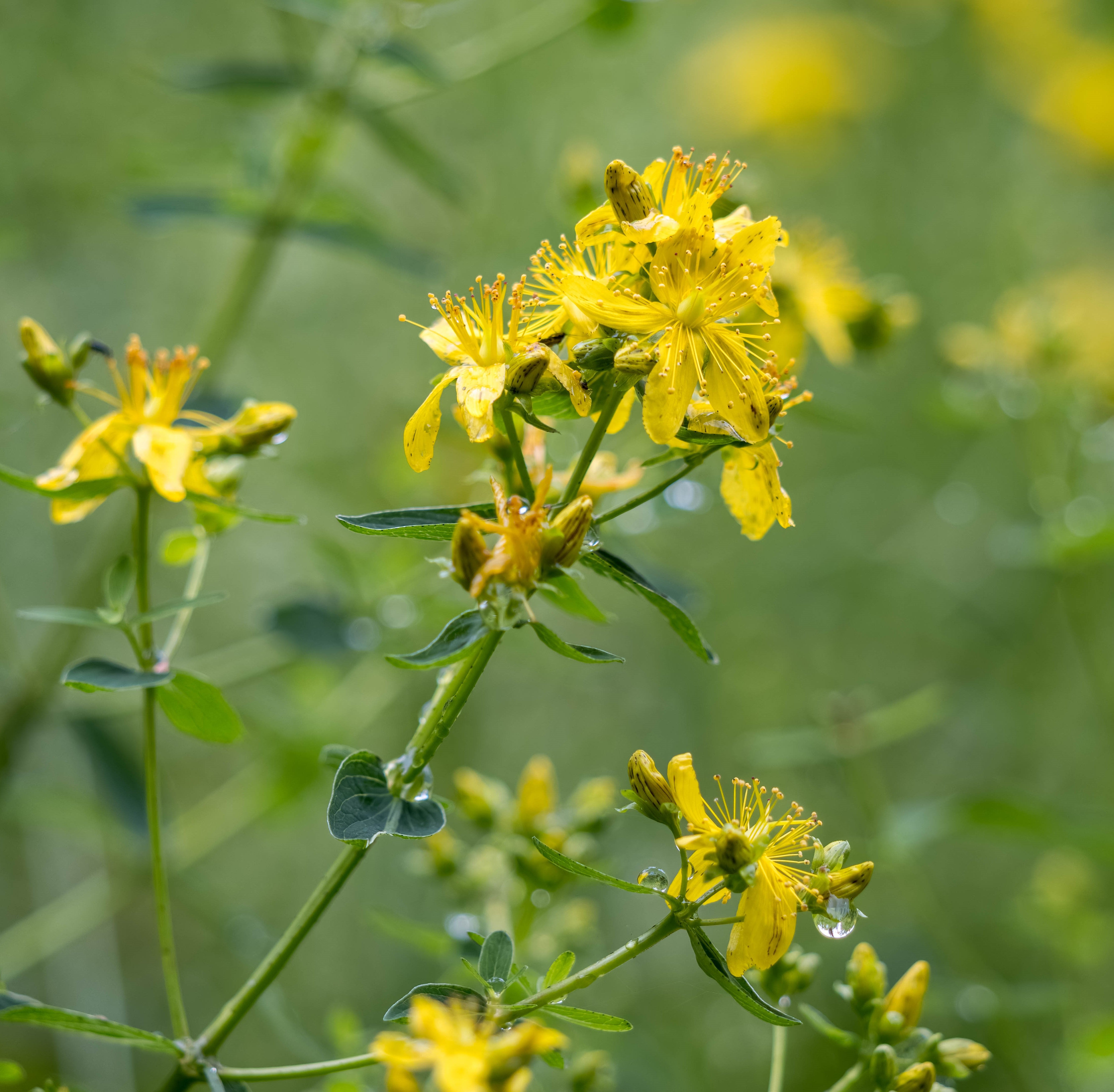 St. John’s Wort (Hyperici herba) Dried Herb | Biokoma