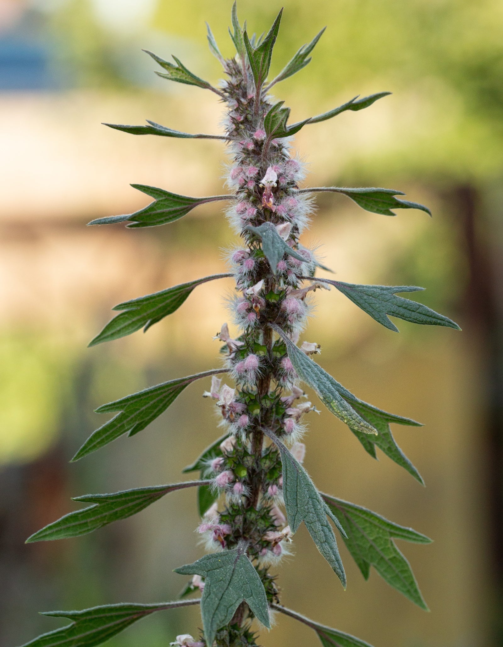 6 Motherwort Benefits Everyone Needs To Know About