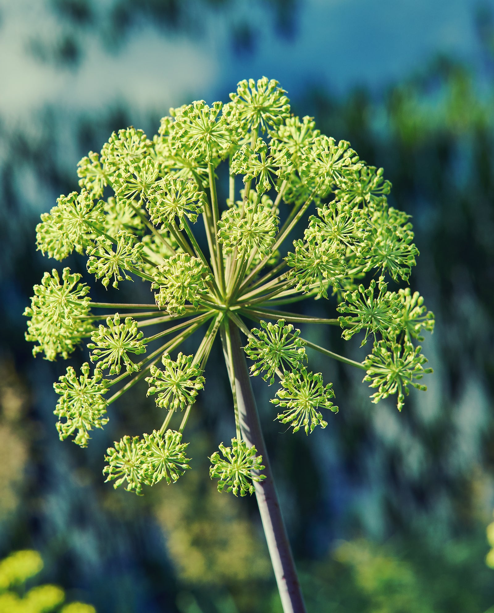 What can Angelica root tea help with?