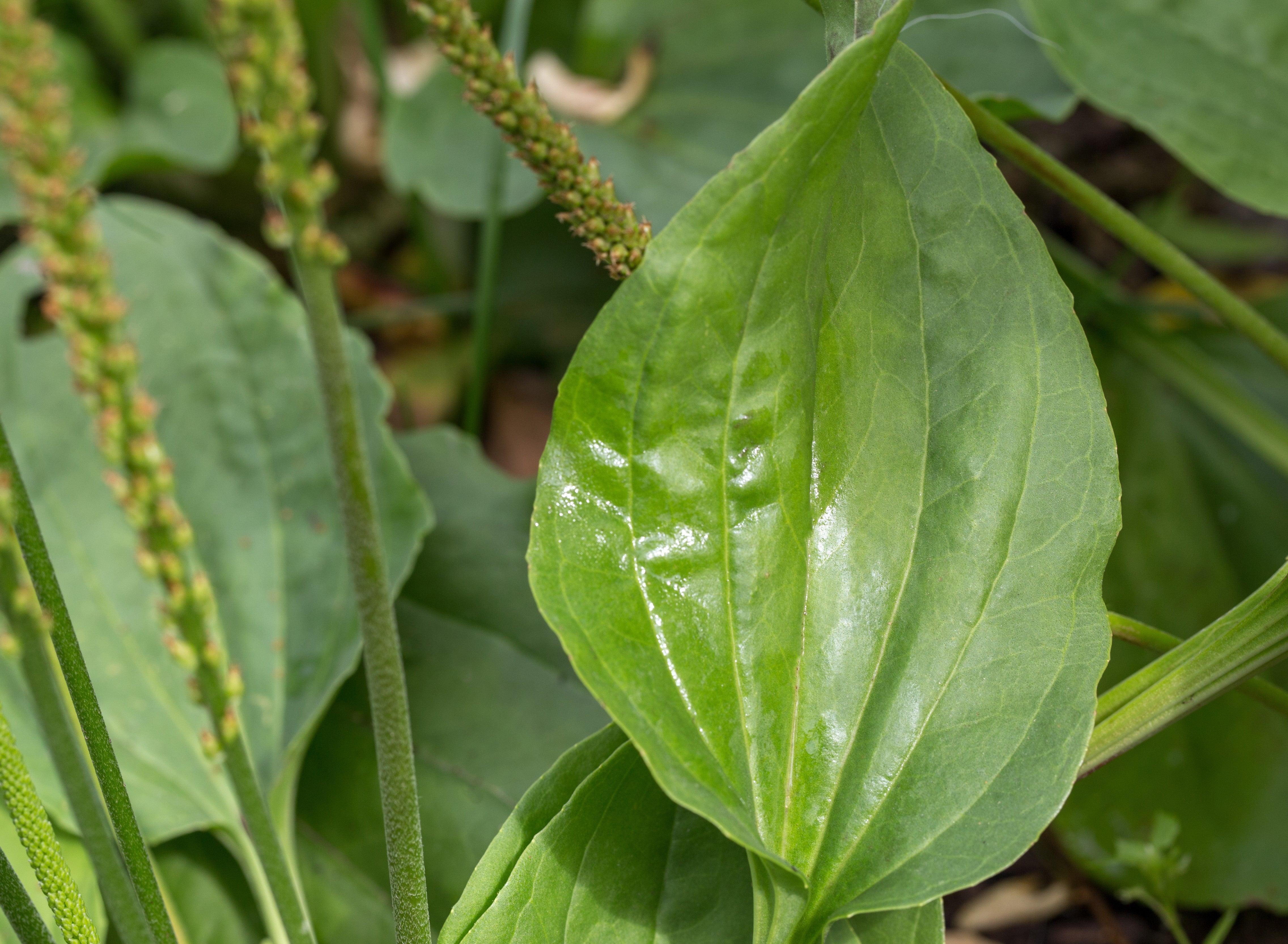 Plantain (Plantago lanceolata) - a weed with wonderful health properties