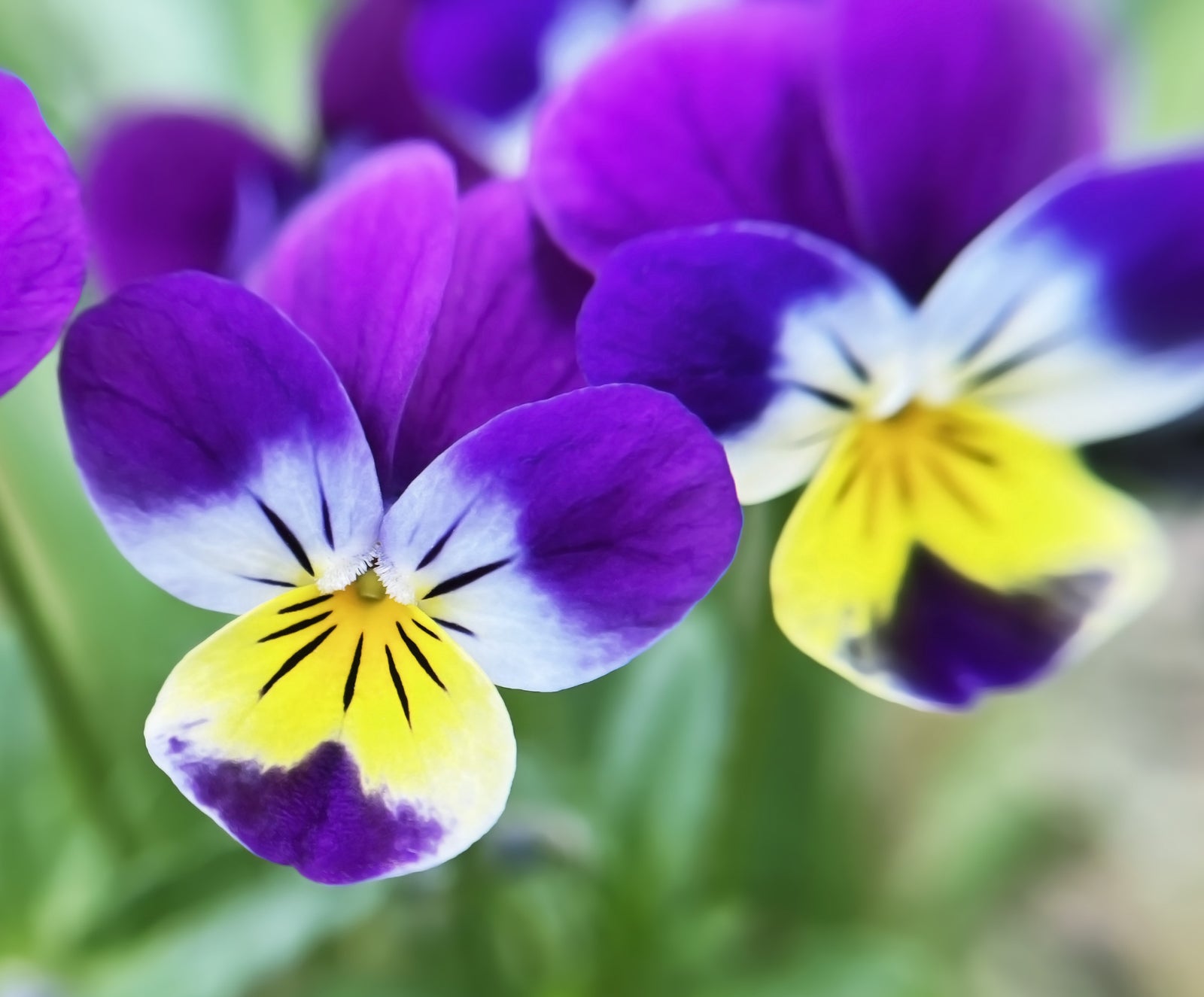 Heartsease (Viola tricolor) - not only a colorful decoration of our balconies and gardens