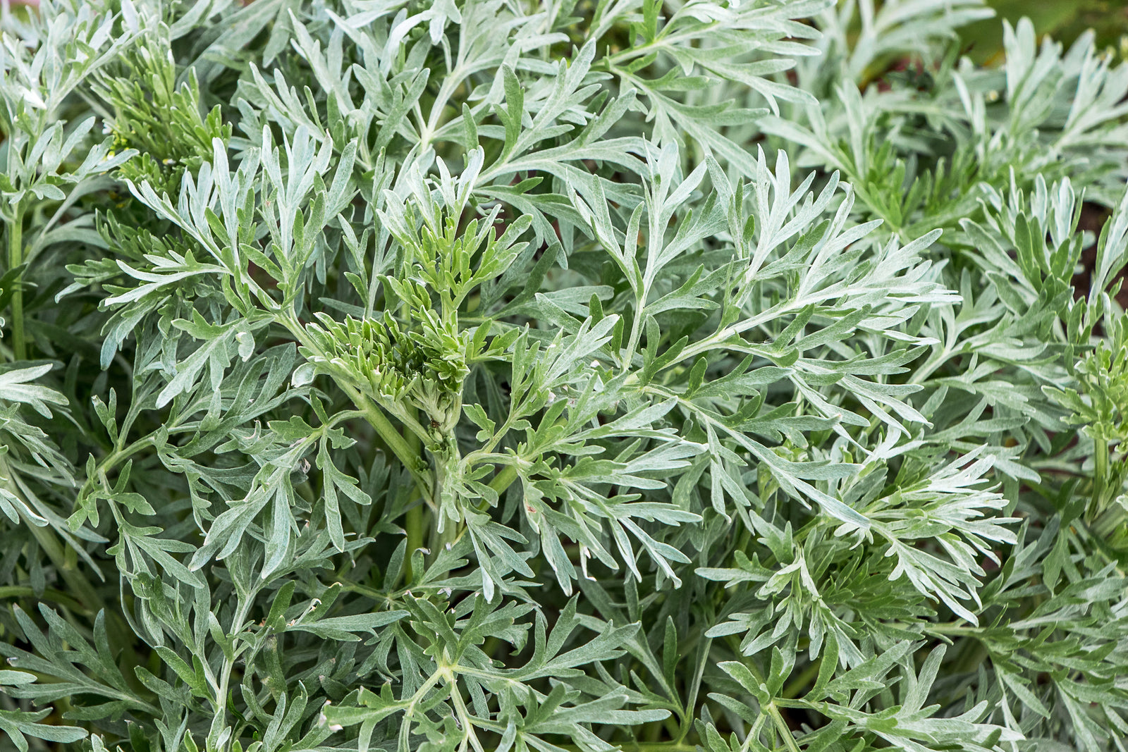 Wormwood (Artemisia absinthium) - what effect does it have on our health