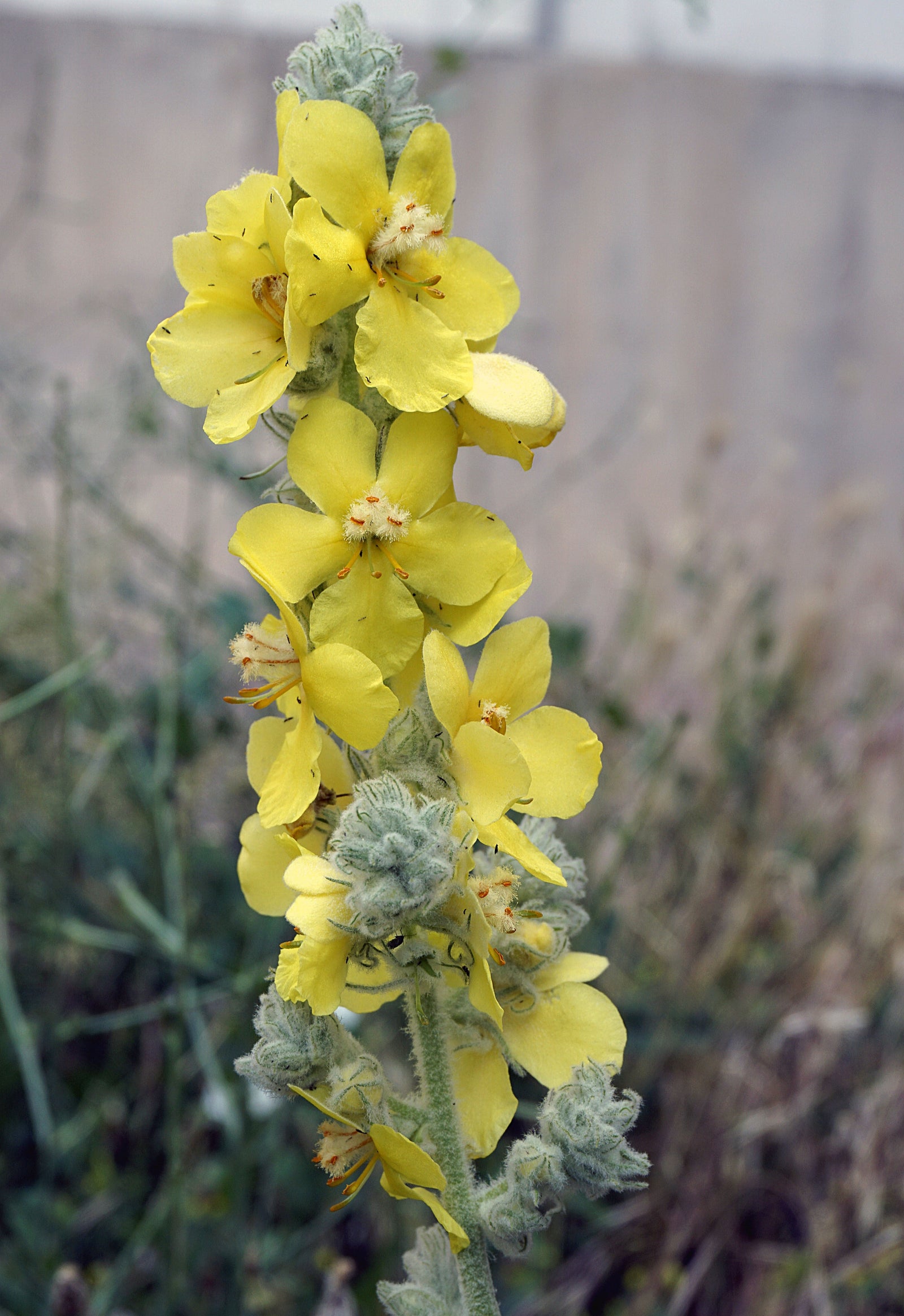 Mullein tea for respiratory problems