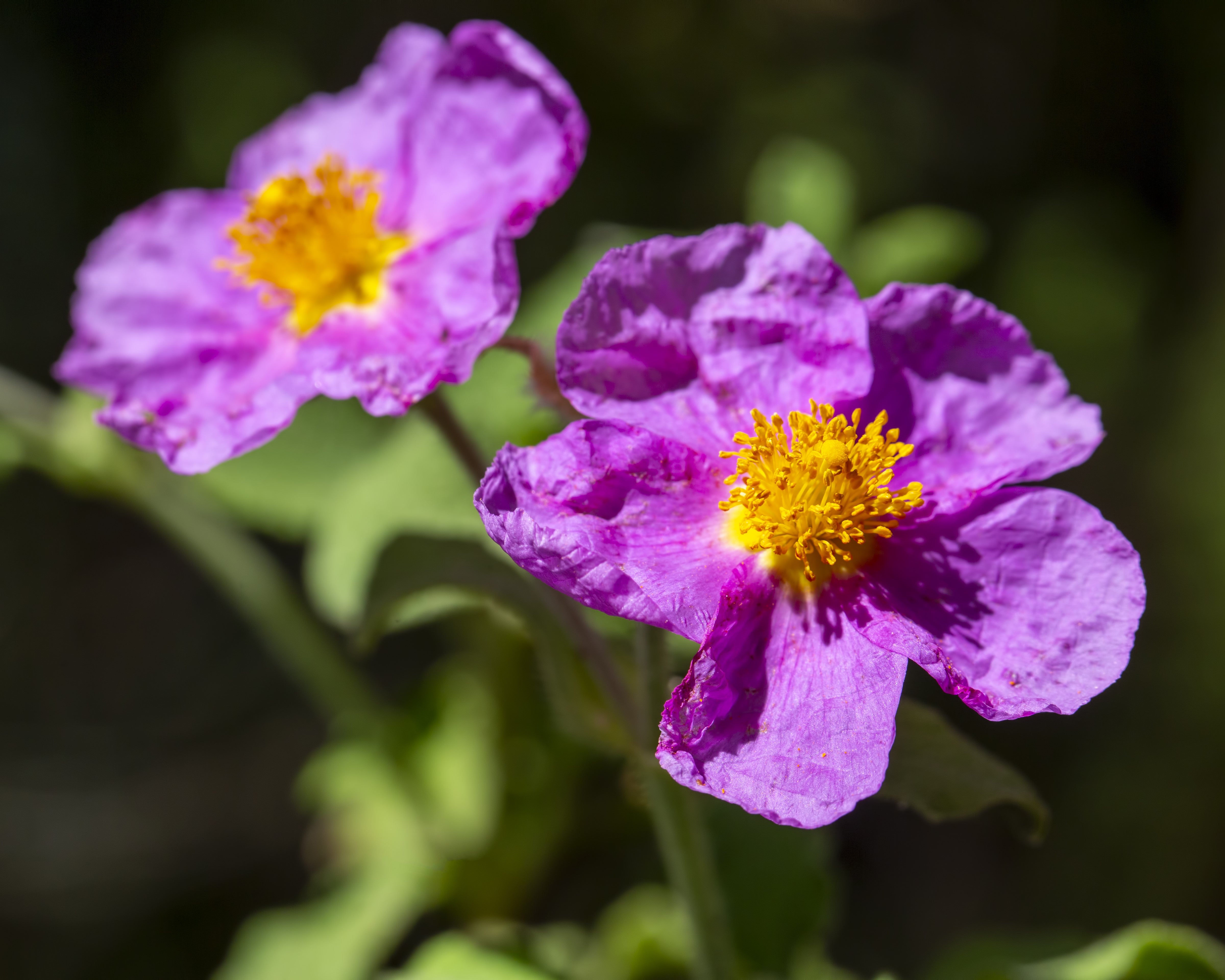 Health benefits of Cistus tea