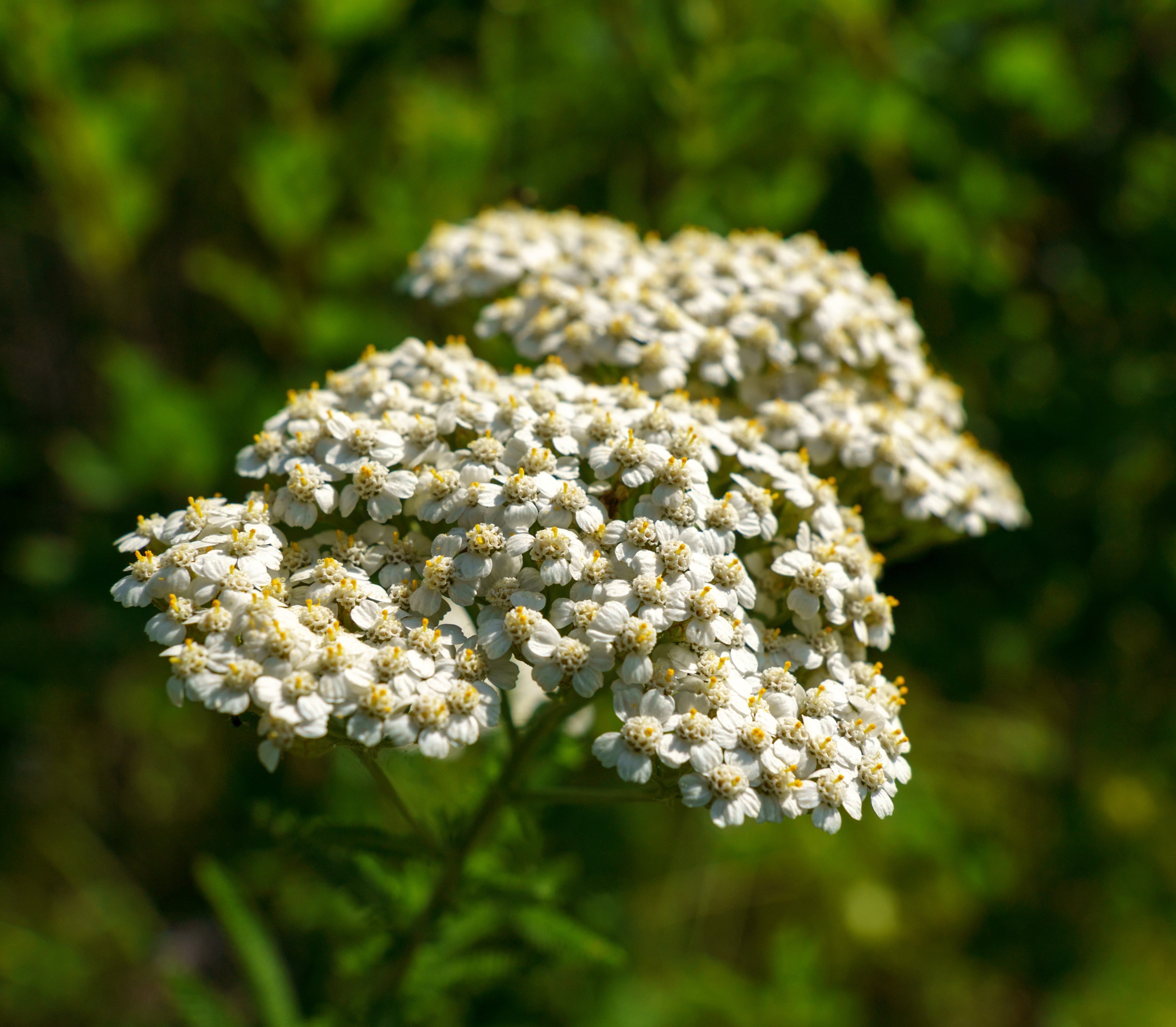 What can yarrow tea be used for?